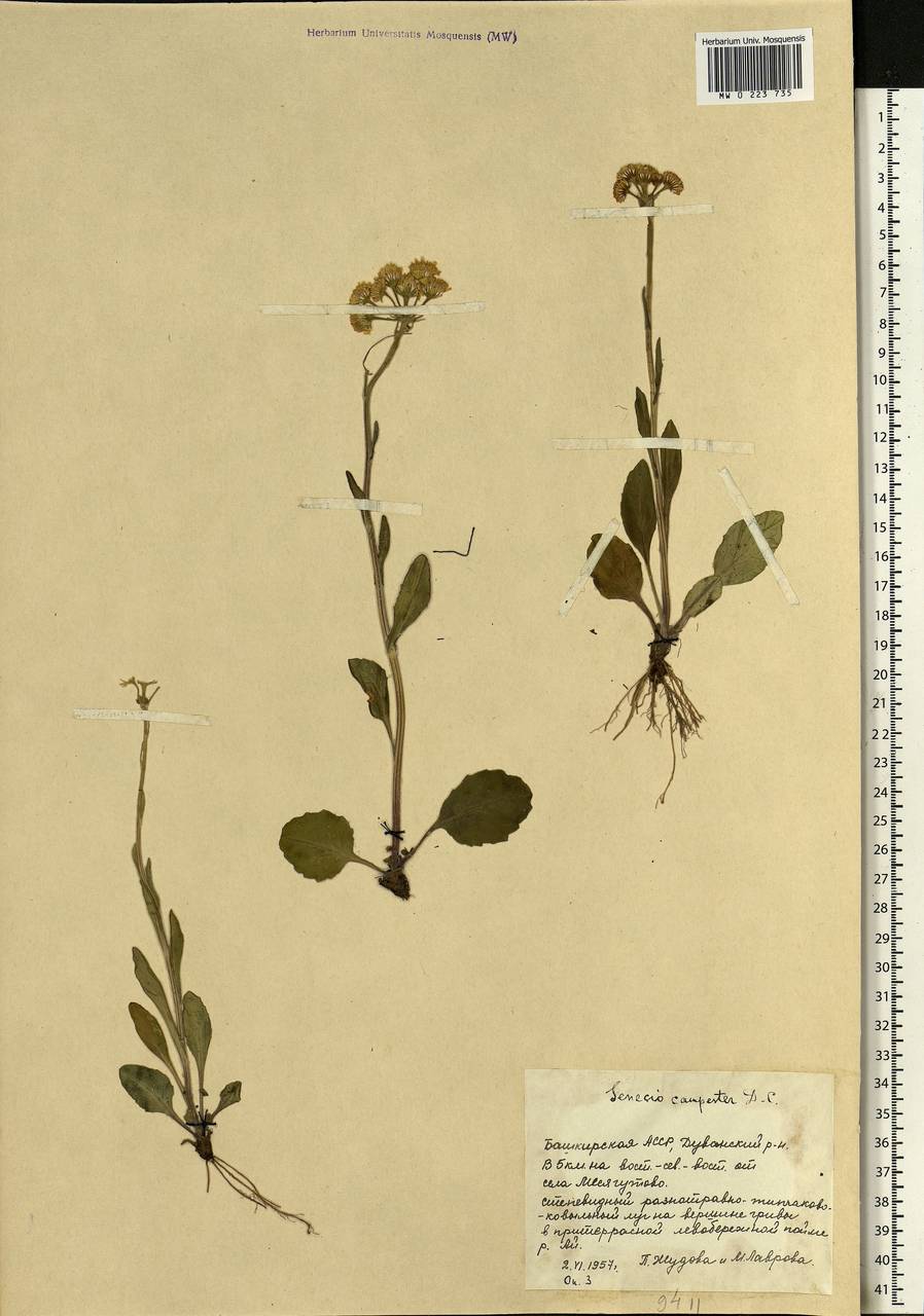 Tephroseris integrifolia (L.) Holub, Eastern Europe, Eastern region (E10) (Russia)