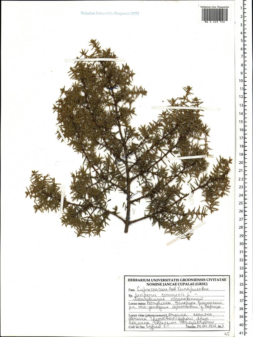 Juniperus communis L., Eastern Europe, Belarus (E3a) (Belarus)