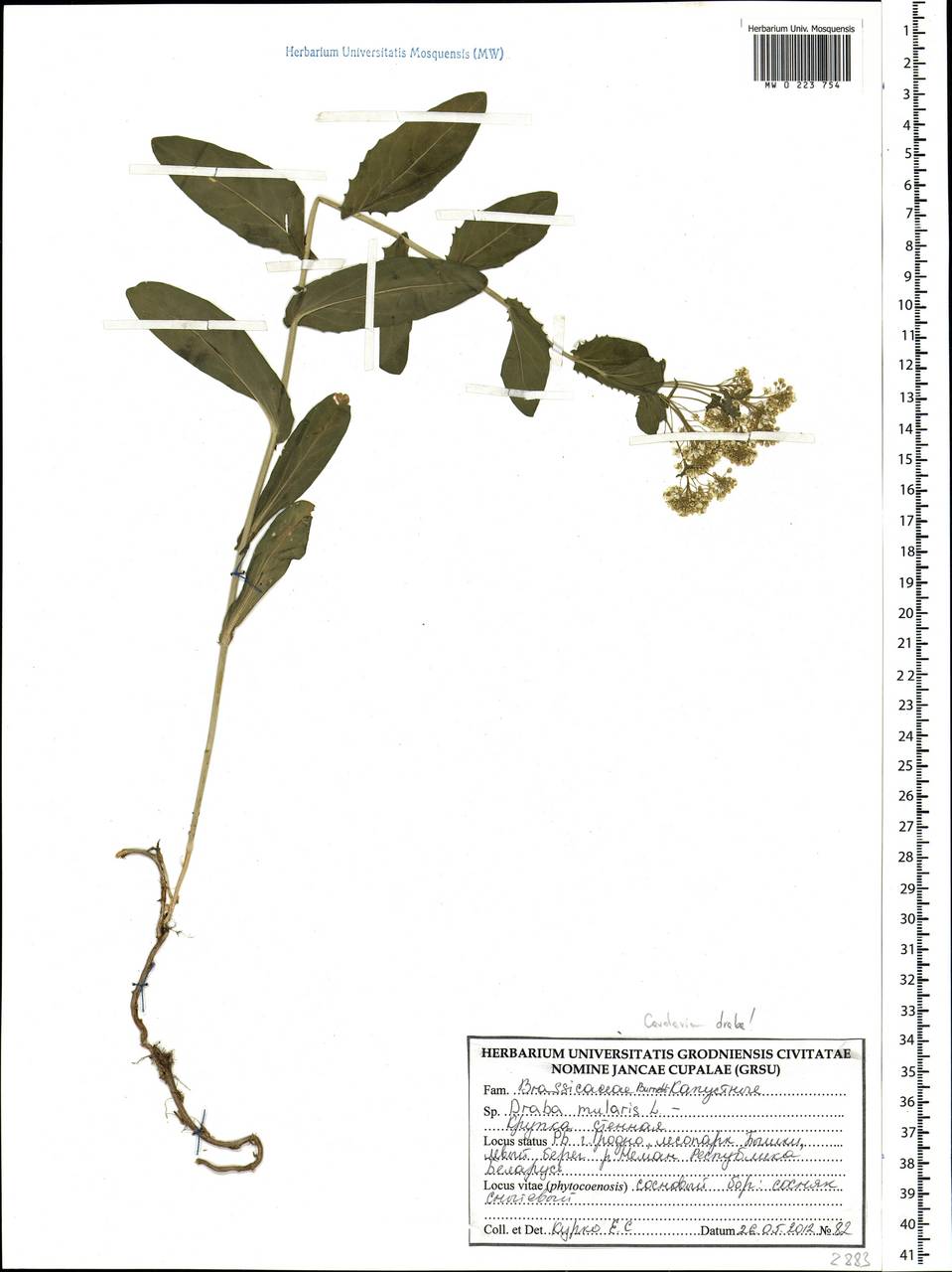 Lepidium draba L., Eastern Europe, Belarus (E3a) (Belarus)