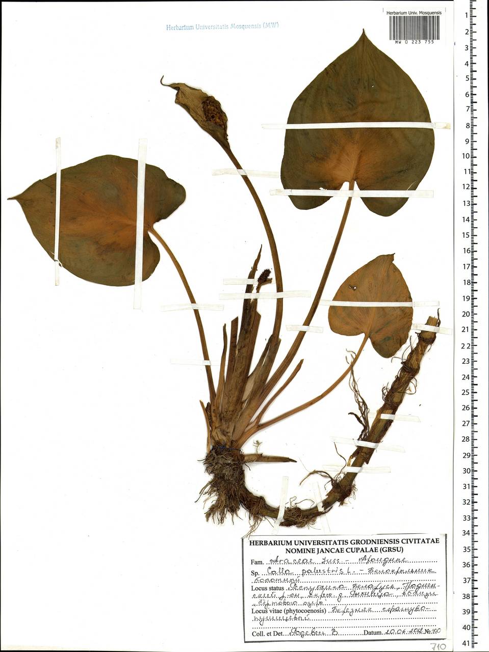Calla palustris L., Eastern Europe, Belarus (E3a) (Belarus)