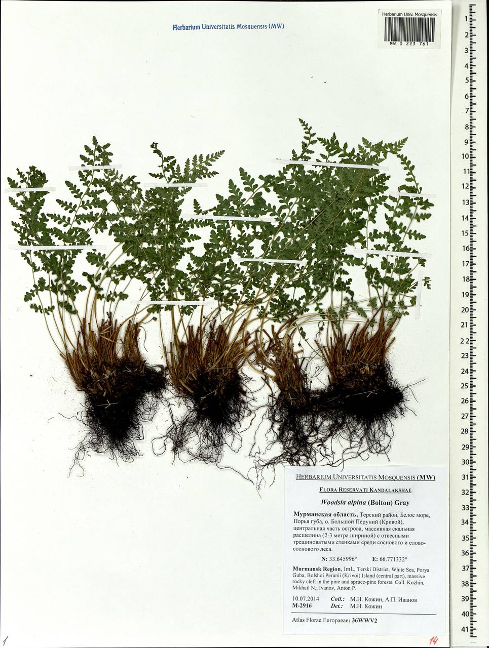 Woodsia alpina (Bolton) Gray, Eastern Europe, Northern region (E1) (Russia)