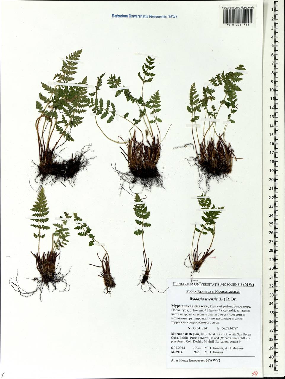 Woodsia ilvensis (L.) R. Br., Eastern Europe, Northern region (E1) (Russia)