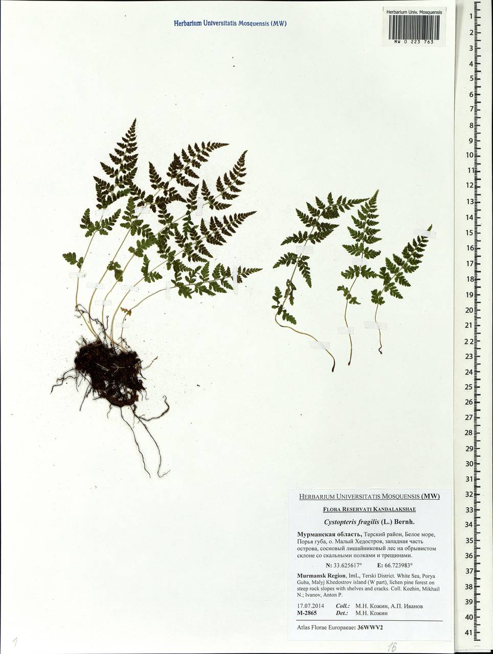 Cystopteris fragilis, Eastern Europe, Northern region (E1) (Russia)