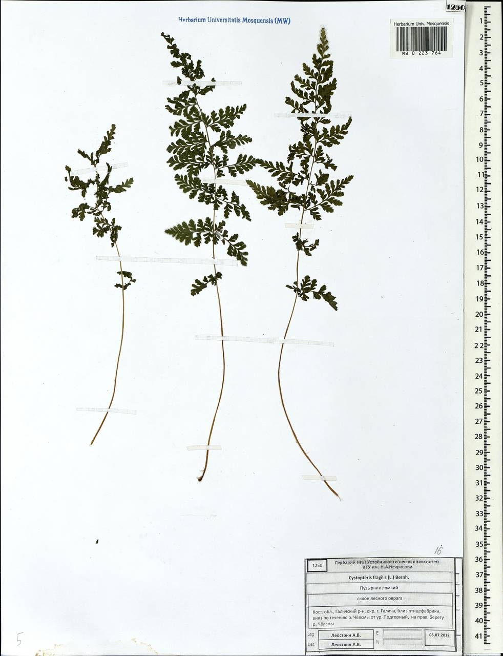 Cystopteris fragilis, Eastern Europe, Central forest region (E5) (Russia)