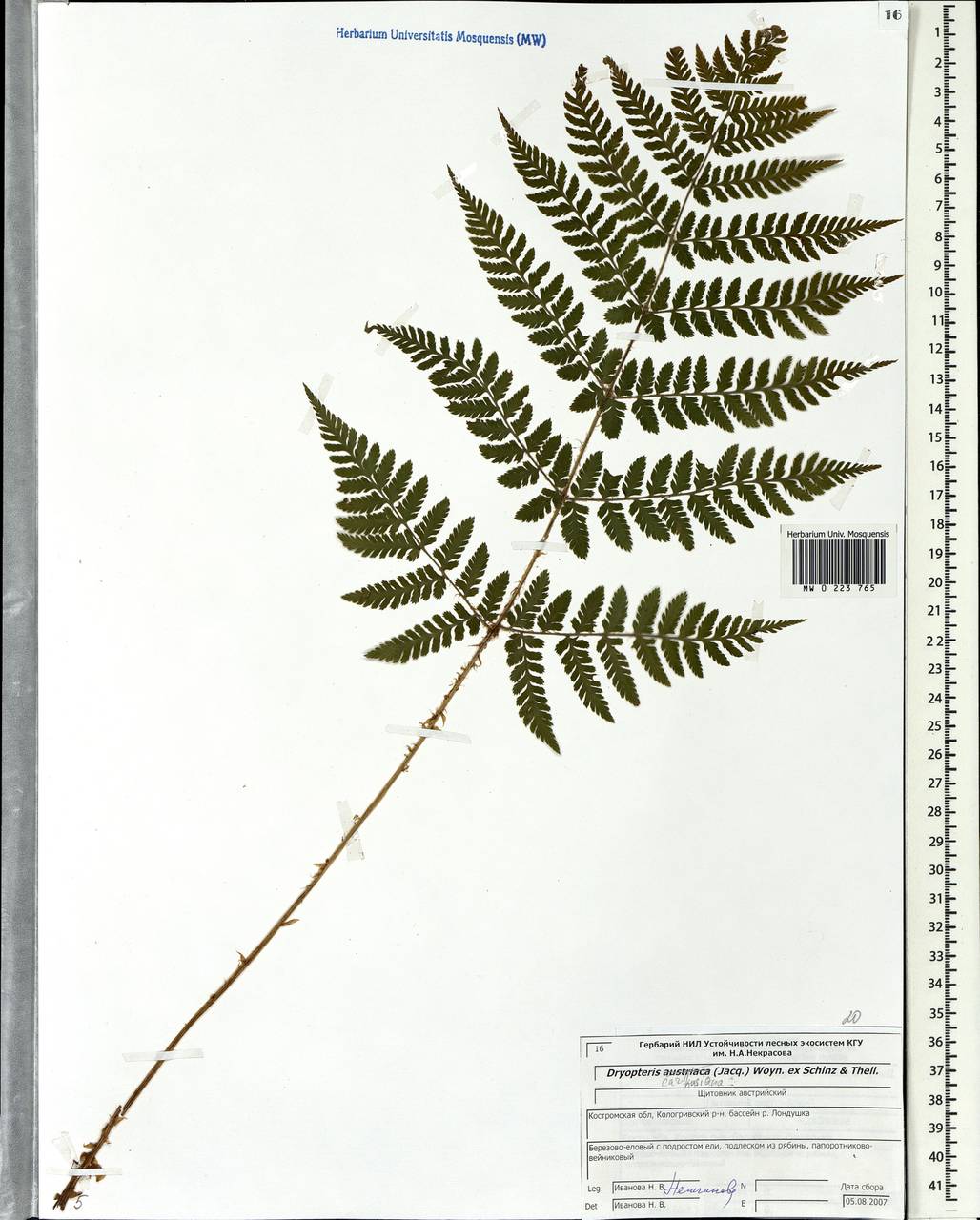 Dryopteris carthusiana (Vill.) H. P. Fuchs, Eastern Europe, Central forest region (E5) (Russia)