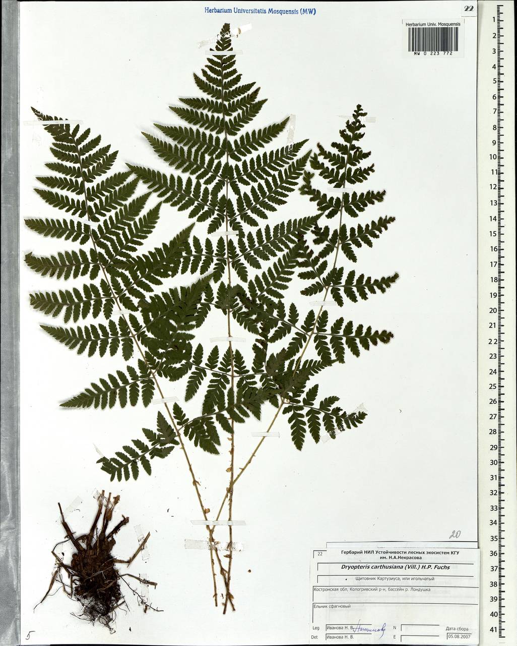 Dryopteris carthusiana (Vill.) H. P. Fuchs, Eastern Europe, Central forest region (E5) (Russia)