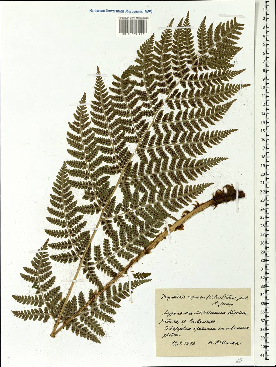 Dryopteris expansa (C. Presl) Fraser-Jenk. & Jermy, Eastern Europe, Northern region (E1) (Russia)