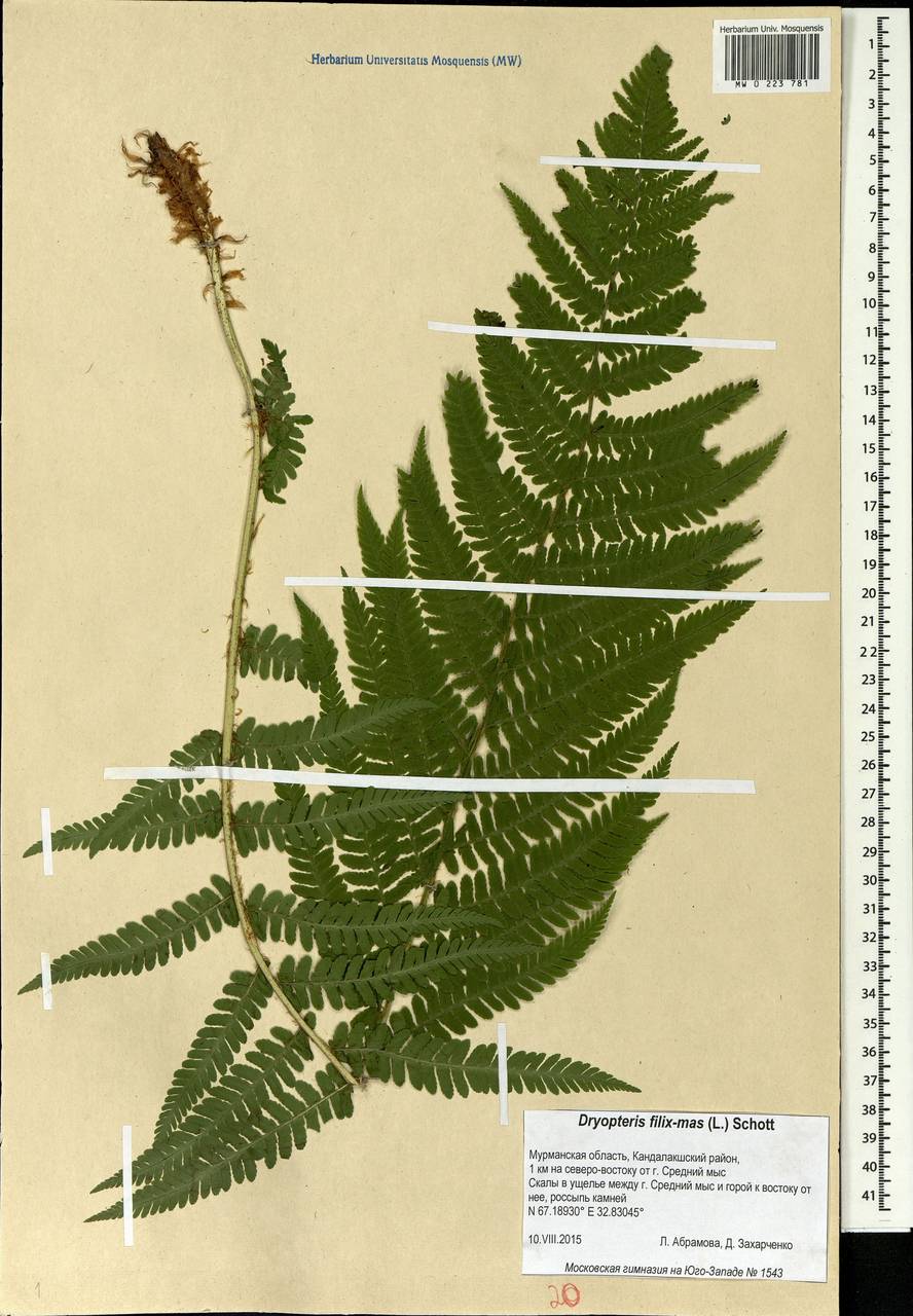 Dryopteris filix-mas (L.) Schott, Eastern Europe, Northern region (E1) (Russia)