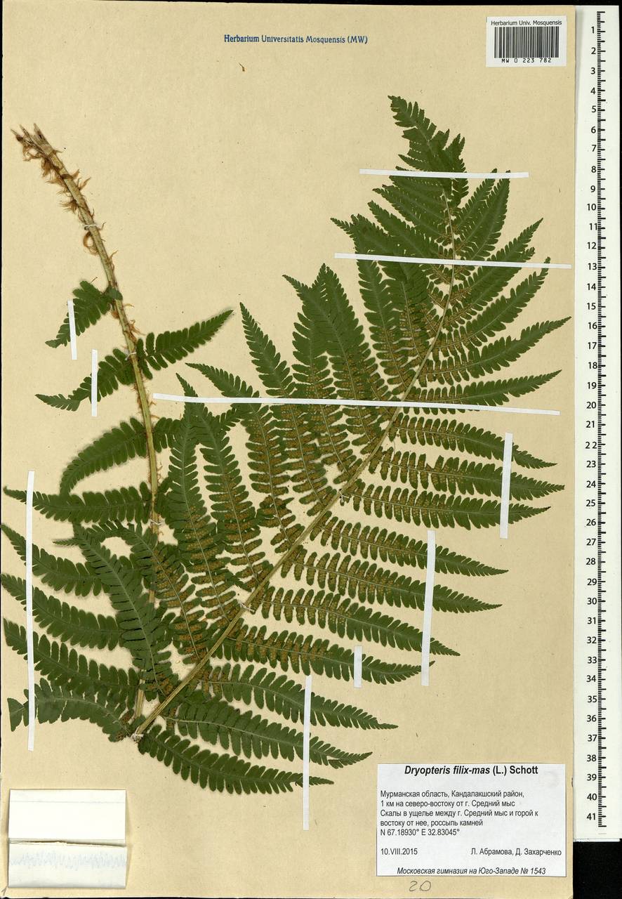 Dryopteris filix-mas (L.) Schott, Eastern Europe, Northern region (E1) (Russia)