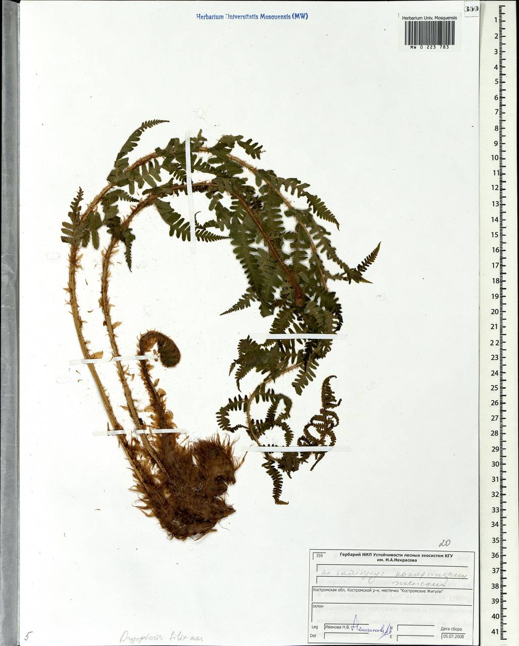 Dryopteris filix-mas (L.) Schott, Eastern Europe, Central forest region (E5) (Russia)