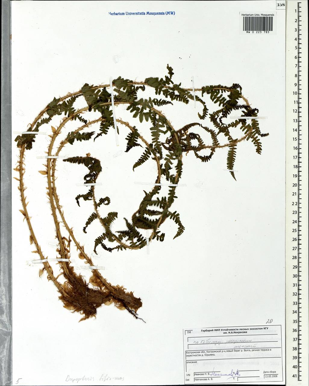 Dryopteris filix-mas (L.) Schott, Eastern Europe, Central forest region (E5) (Russia)