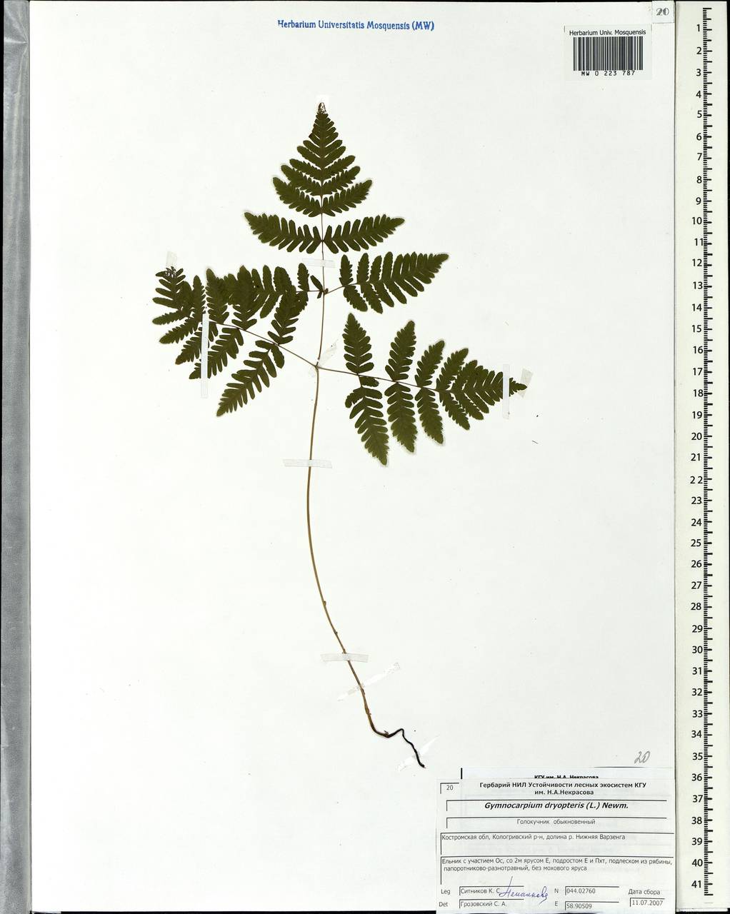 Gymnocarpium dryopteris (L.) Newm., Eastern Europe, Central forest region (E5) (Russia)