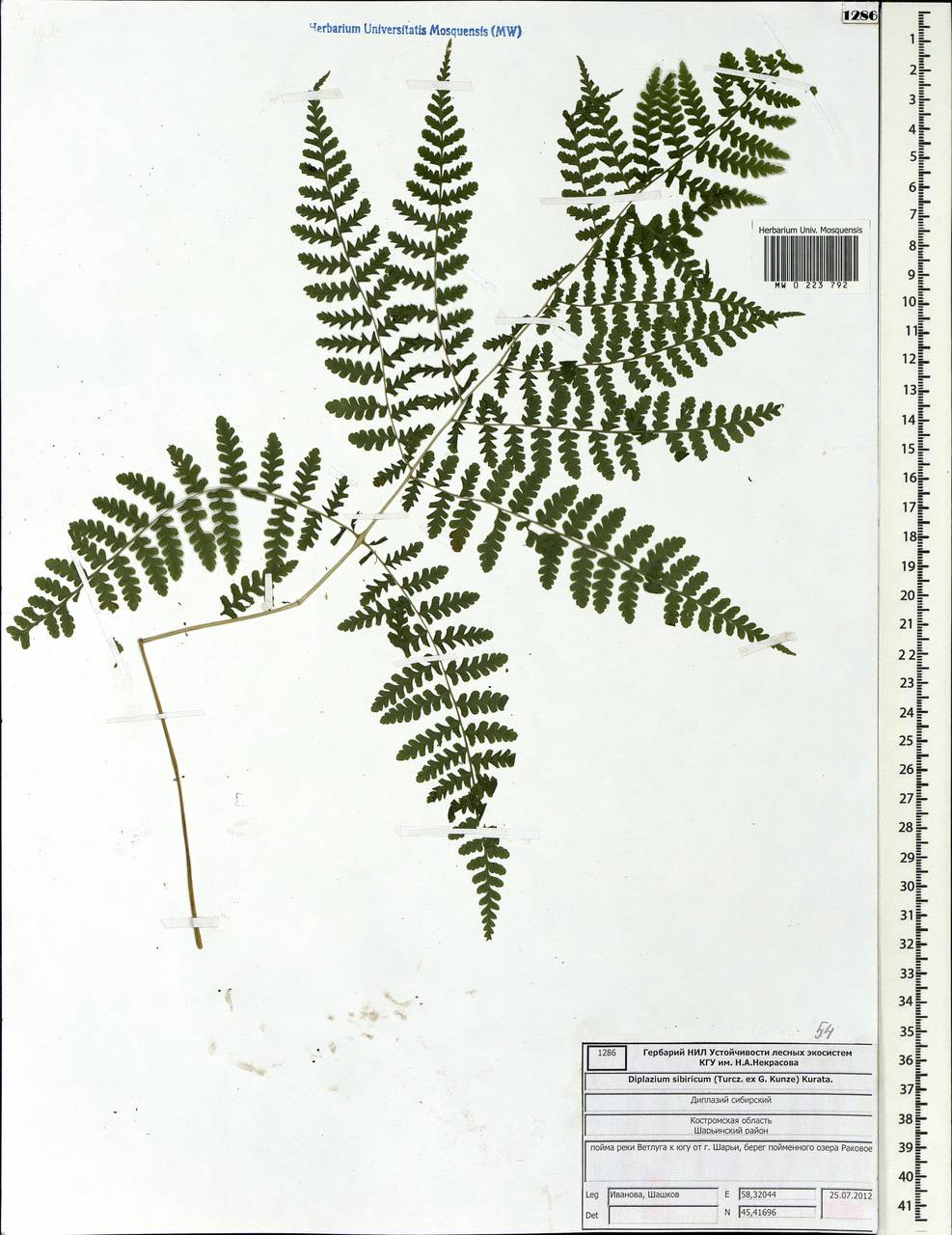 Diplazium sibiricum, Eastern Europe, Central forest region (E5) (Russia)