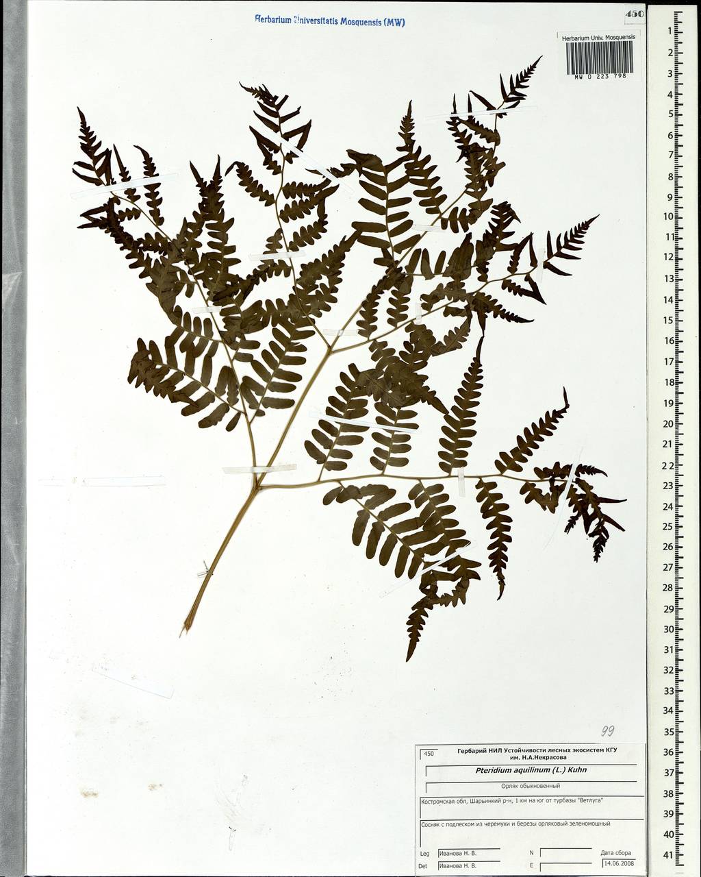 Pteridium aquilinum (L.) Kuhn, Eastern Europe, Central forest region (E5) (Russia)