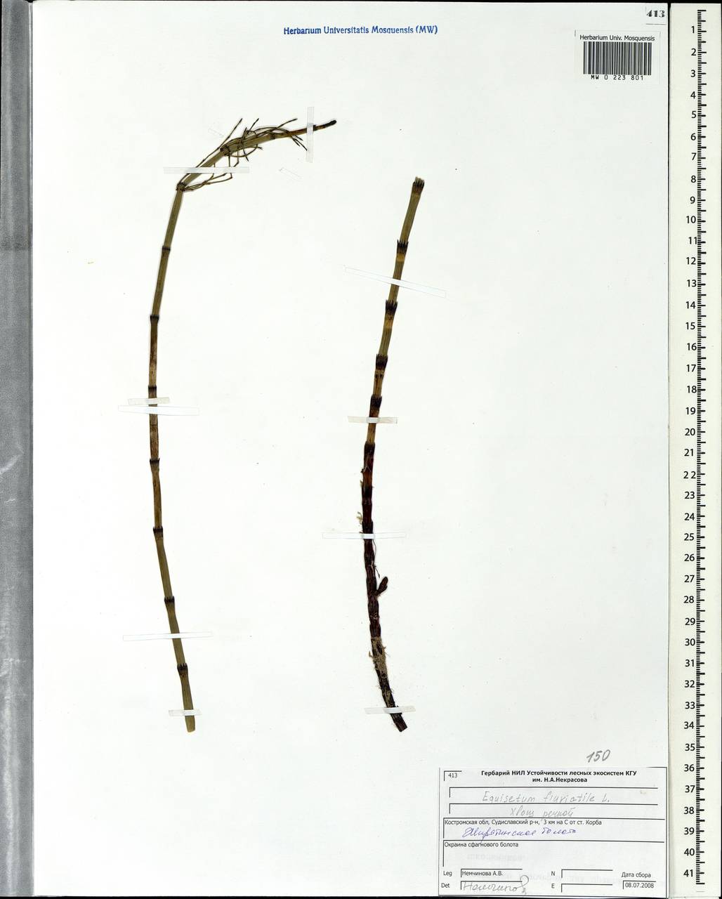 Equisetum fluviatile L., Eastern Europe, Central forest region (E5) (Russia)
