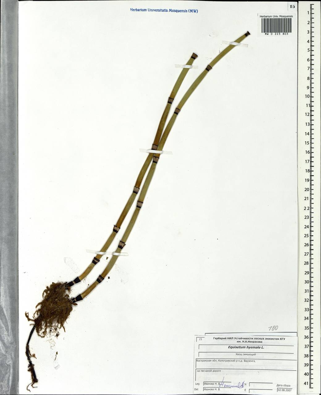 Equisetum hyemale L., Eastern Europe, Central forest region (E5) (Russia)