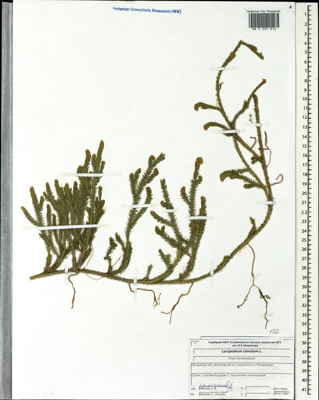 Lycopodium clavatum L., Eastern Europe, Central forest region (E5) (Russia)