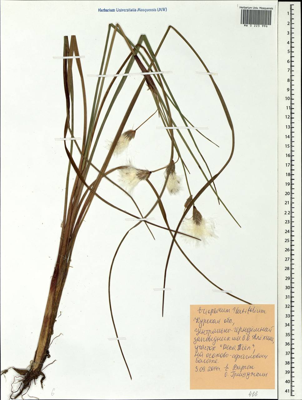 Eriophorum latifolium Hoppe, Eastern Europe, Central forest-and-steppe region (E6) (Russia)