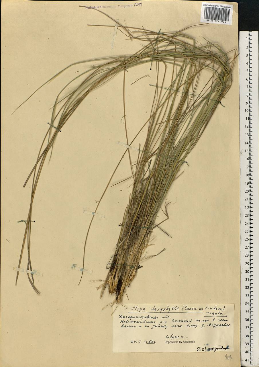 Stipa dasyphylla (Lindem.) Czern. ex Trautv., Eastern Europe, South Ukrainian region (E12) (Ukraine)