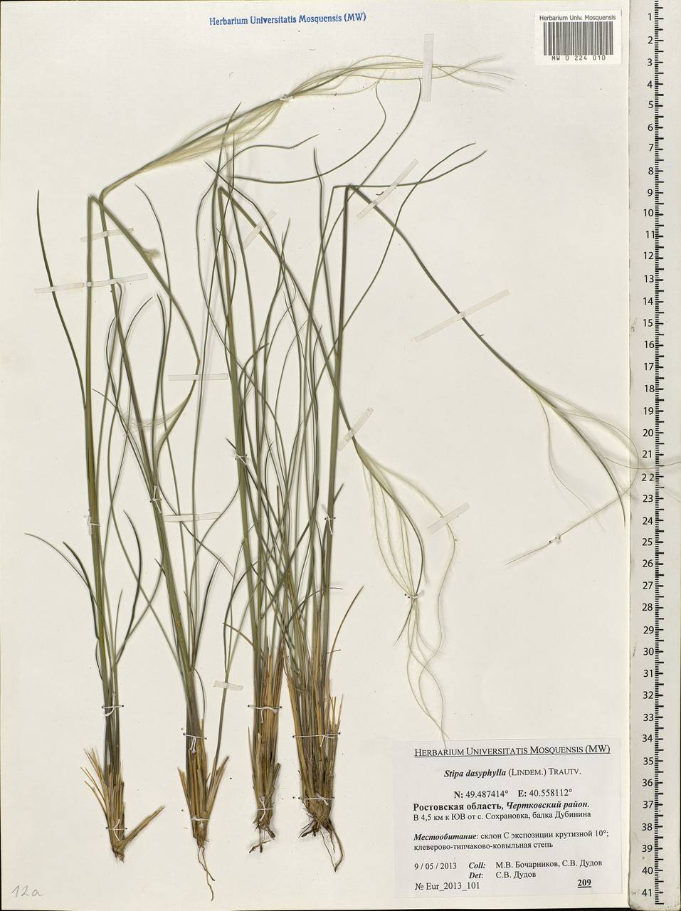 Stipa dasyphylla (Lindem.) Czern. ex Trautv., Eastern Europe, Rostov Oblast (E12a) (Russia)