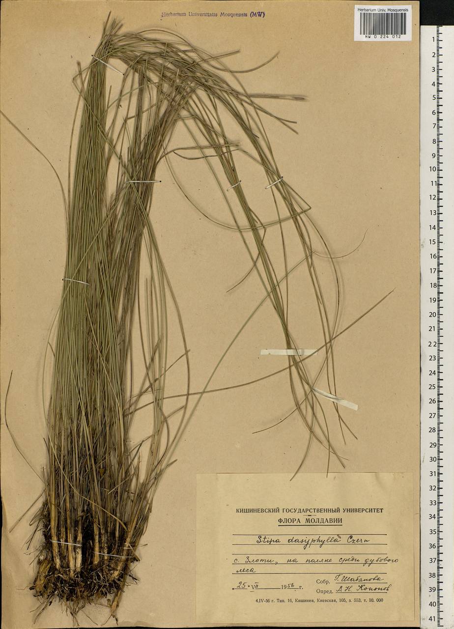 Stipa dasyphylla (Lindem.) Czern. ex Trautv., Eastern Europe, Moldova (E13a) (Moldova)