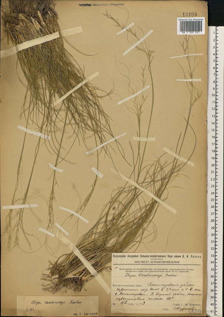 Stipa korshinskyi Roshev., Eastern Europe, Eastern region (E10) (Russia)