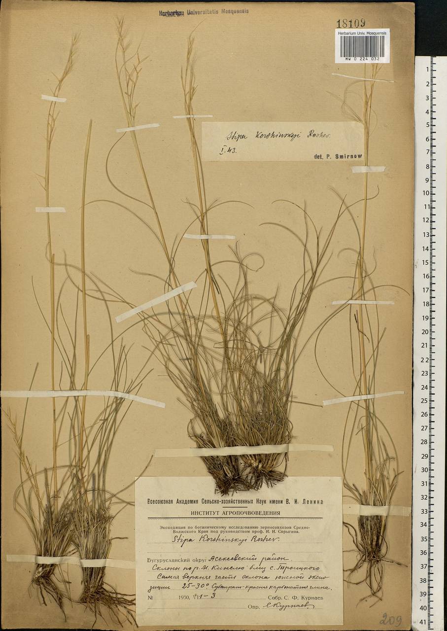 Stipa korshinskyi Roshev., Eastern Europe, Eastern region (E10) (Russia)