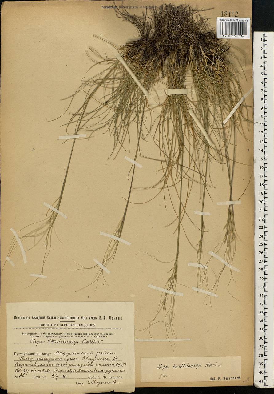 Stipa korshinskyi Roshev., Eastern Europe, Eastern region (E10) (Russia)