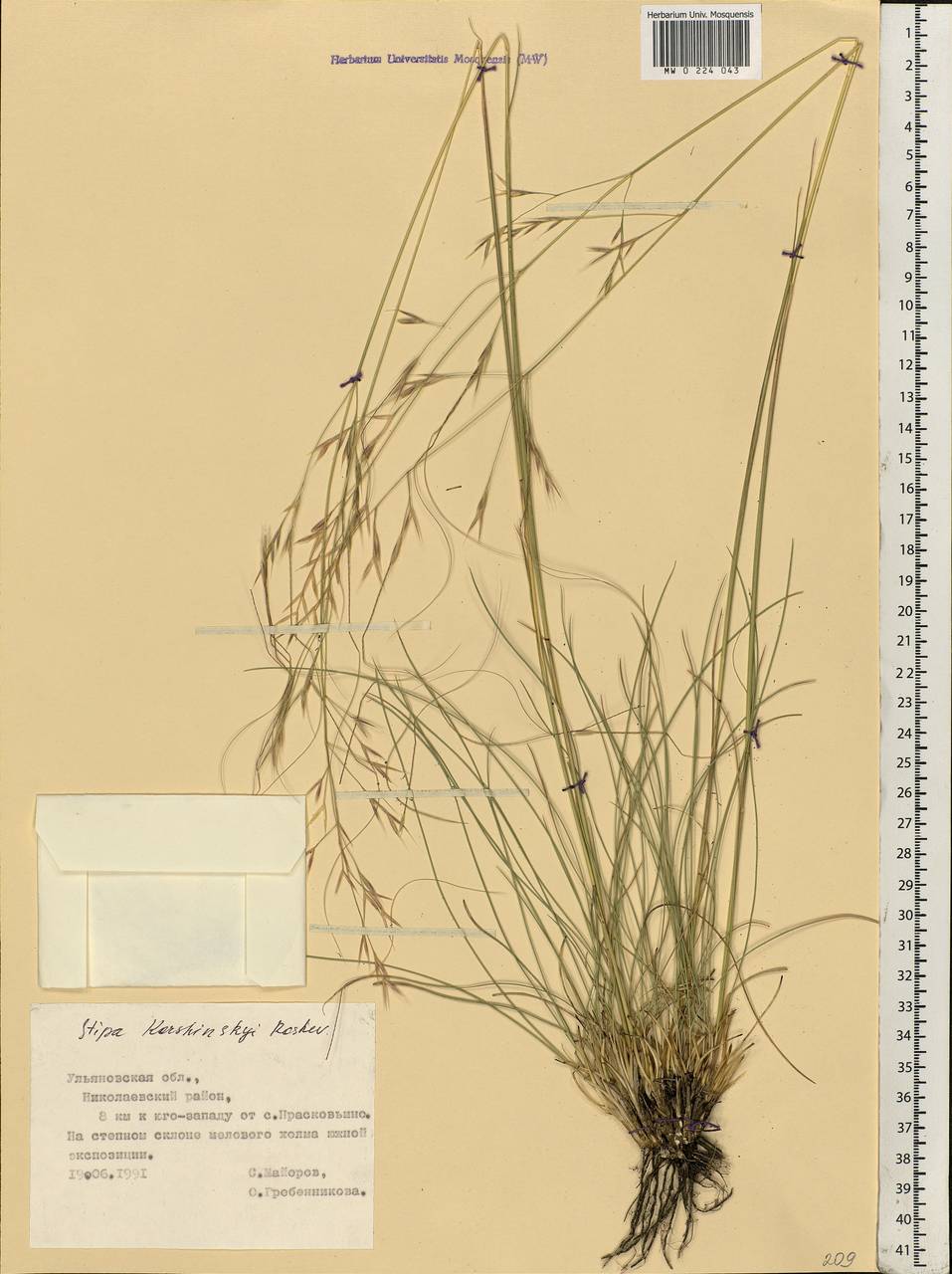 Stipa korshinskyi Roshev., Eastern Europe, Middle Volga region (E8) (Russia)