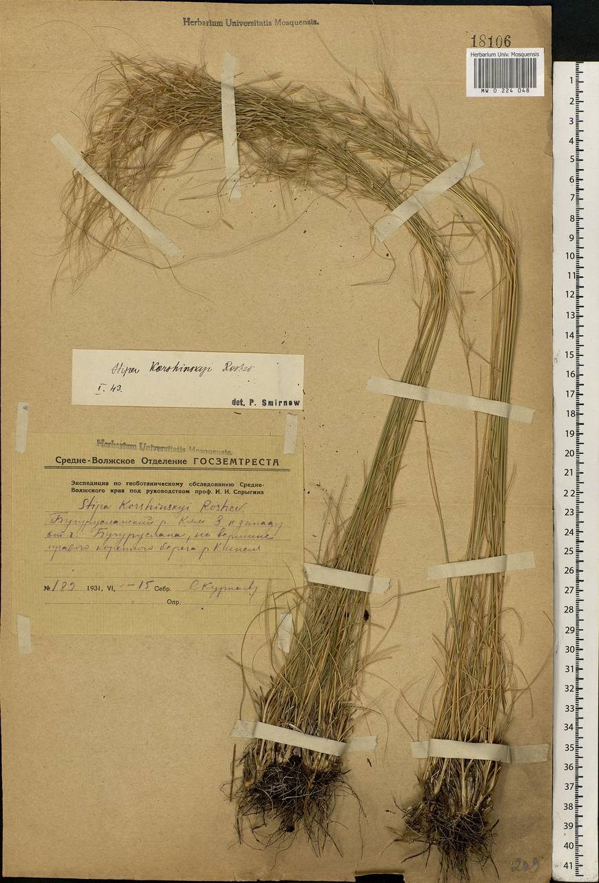 Stipa korshinskyi Roshev., Eastern Europe, Eastern region (E10) (Russia)