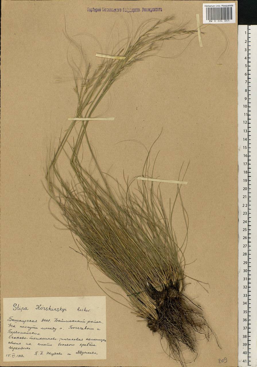 Stipa korshinskyi Roshev., Eastern Europe, Eastern region (E10) (Russia)