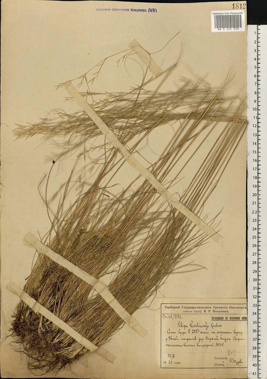 Stipa korshinskyi Roshev., Eastern Europe, Eastern region (E10) (Russia)