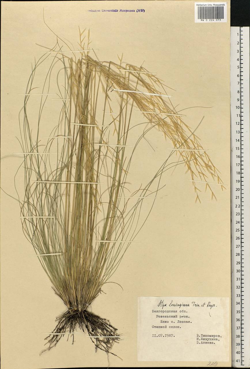 Stipa lessingiana Trin. & Rupr., Eastern Europe, Central forest-and-steppe region (E6) (Russia)