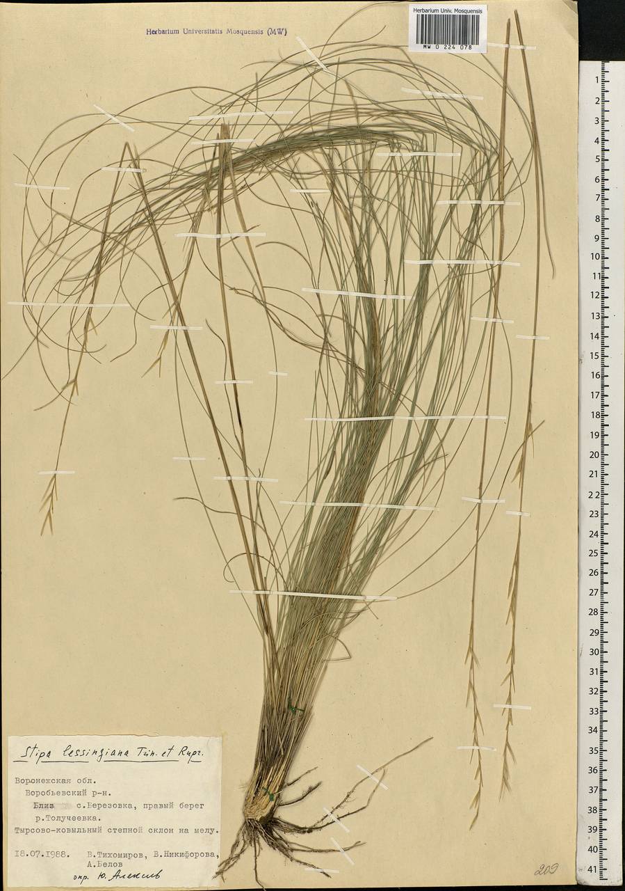 Stipa lessingiana Trin. & Rupr., Eastern Europe, Central forest-and-steppe region (E6) (Russia)