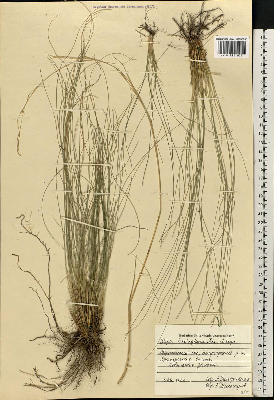 Stipa lessingiana Trin. & Rupr., Eastern Europe, Central forest-and-steppe region (E6) (Russia)