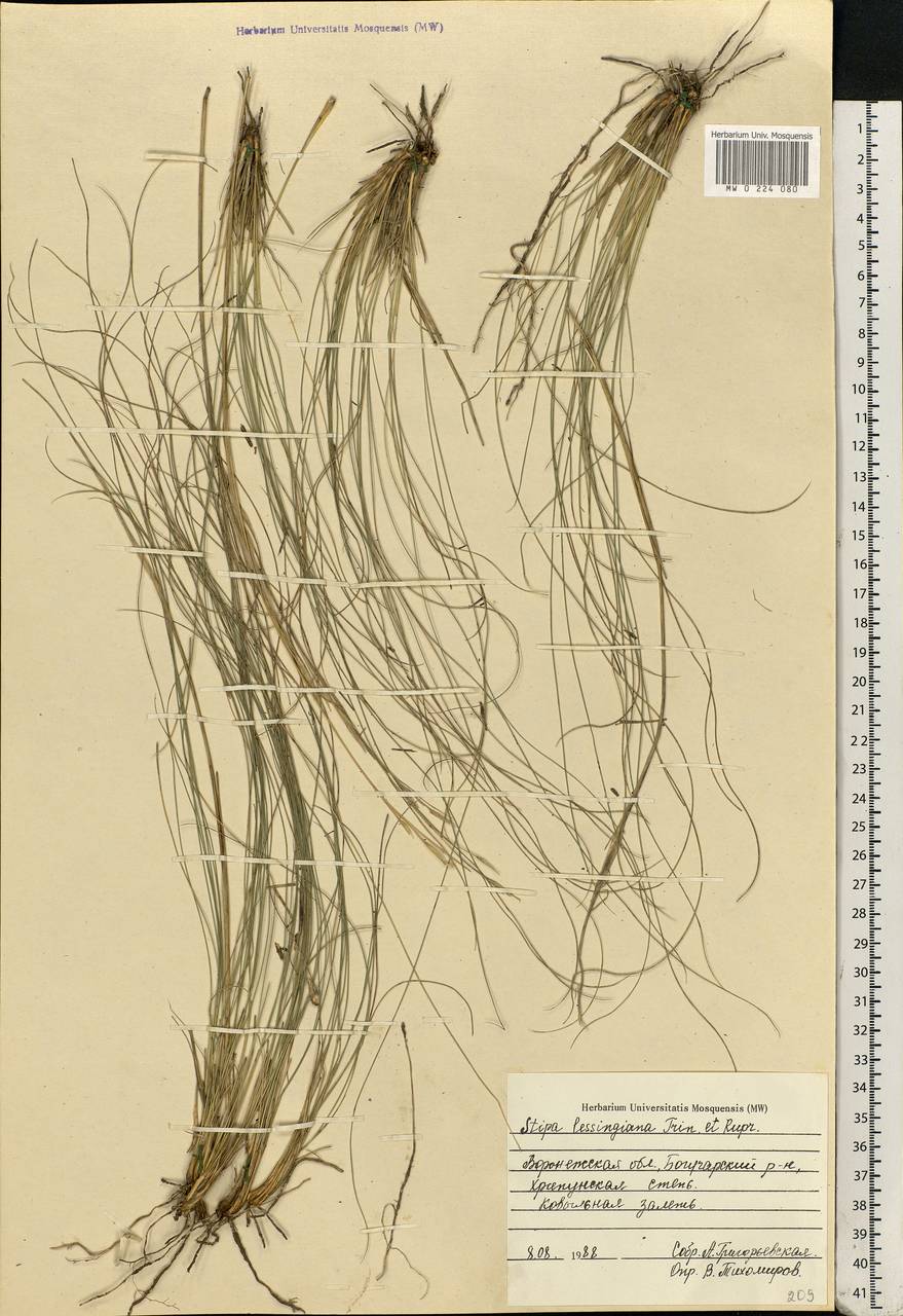 Stipa lessingiana Trin. & Rupr., Eastern Europe, Central forest-and-steppe region (E6) (Russia)