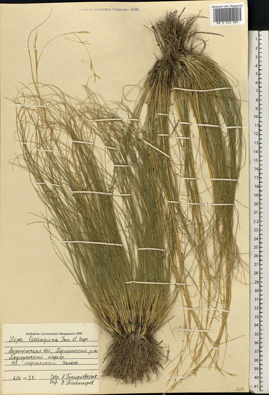 Stipa lessingiana Trin. & Rupr., Eastern Europe, Central forest-and-steppe region (E6) (Russia)