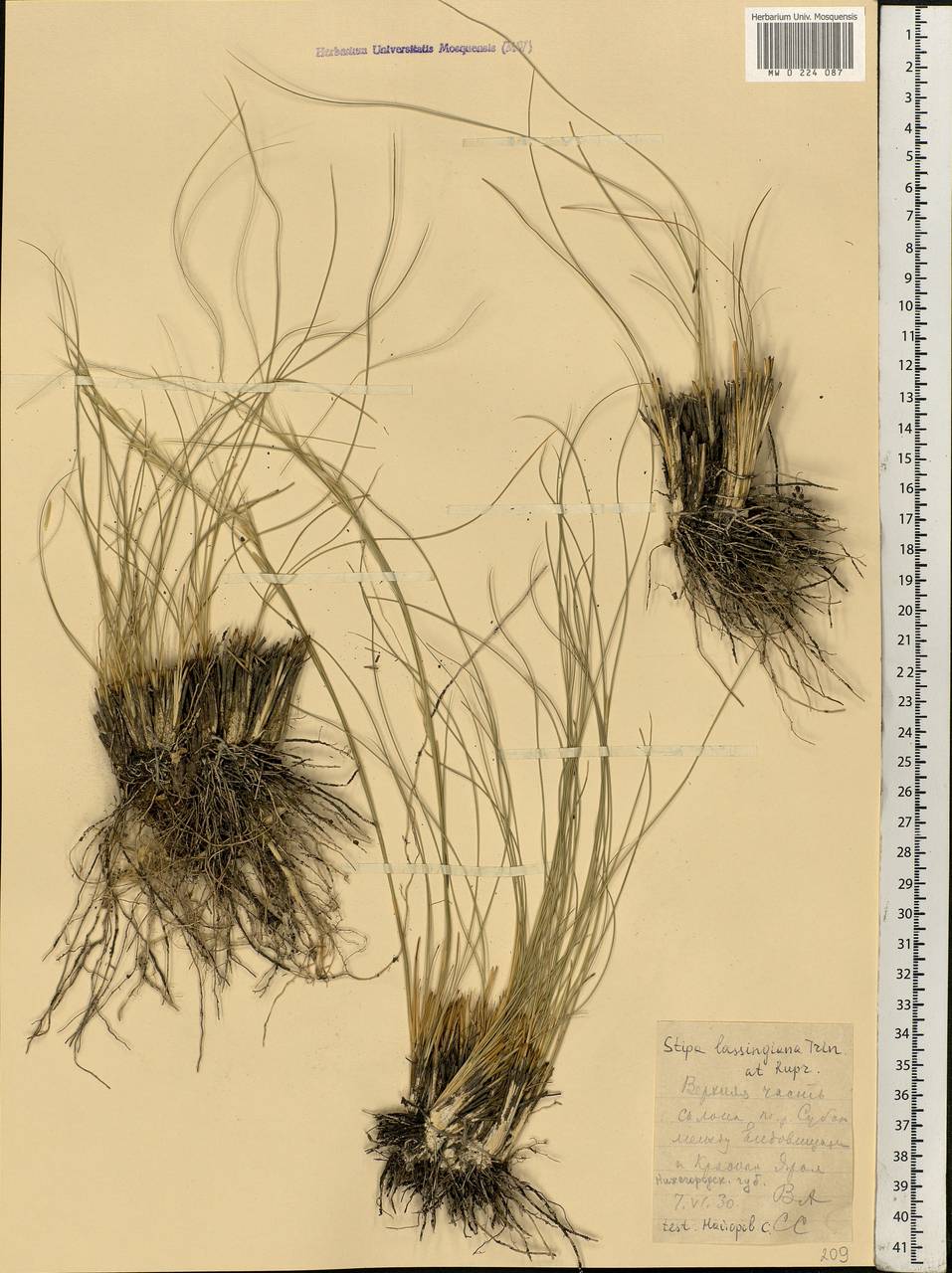 Stipa lessingiana Trin. & Rupr., Eastern Europe, Volga-Kama region (E7) (Russia)