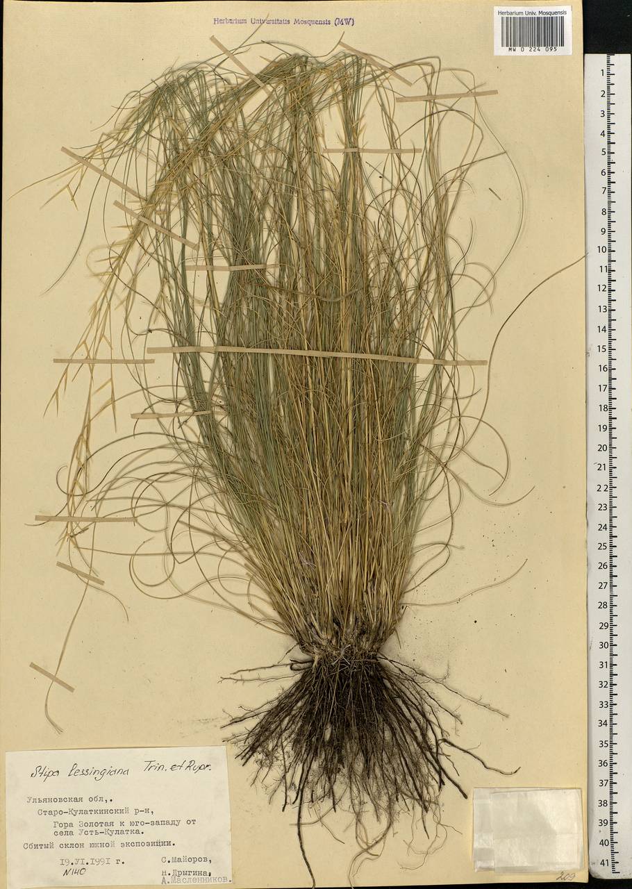 Stipa lessingiana Trin. & Rupr., Eastern Europe, Middle Volga region (E8) (Russia)