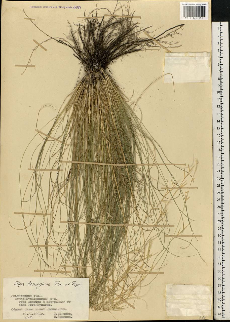 Stipa lessingiana Trin. & Rupr., Eastern Europe, Middle Volga region (E8) (Russia)