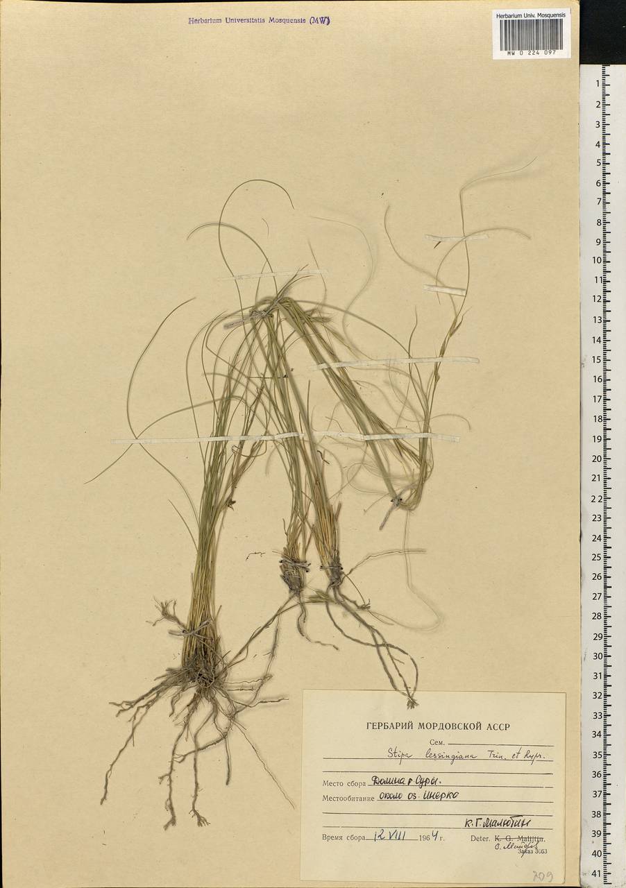 Stipa lessingiana Trin. & Rupr., Eastern Europe, Middle Volga region (E8) (Russia)