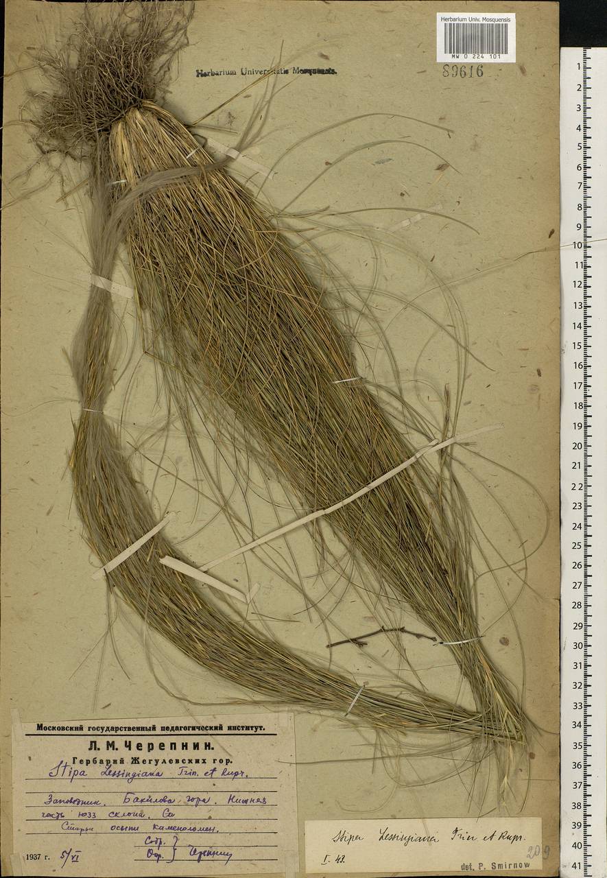 Stipa lessingiana Trin. & Rupr., Eastern Europe, Middle Volga region (E8) (Russia)