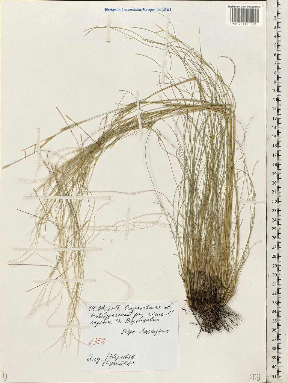 Stipa lessingiana Trin. & Rupr., Eastern Europe, Lower Volga region (E9) (Russia)