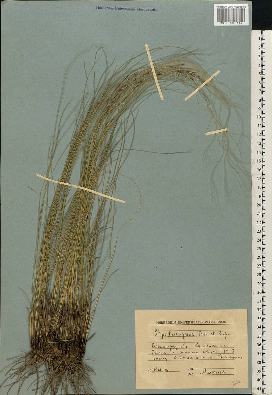 Stipa lessingiana Trin. & Rupr., Eastern Europe, Lower Volga region (E9) (Russia)