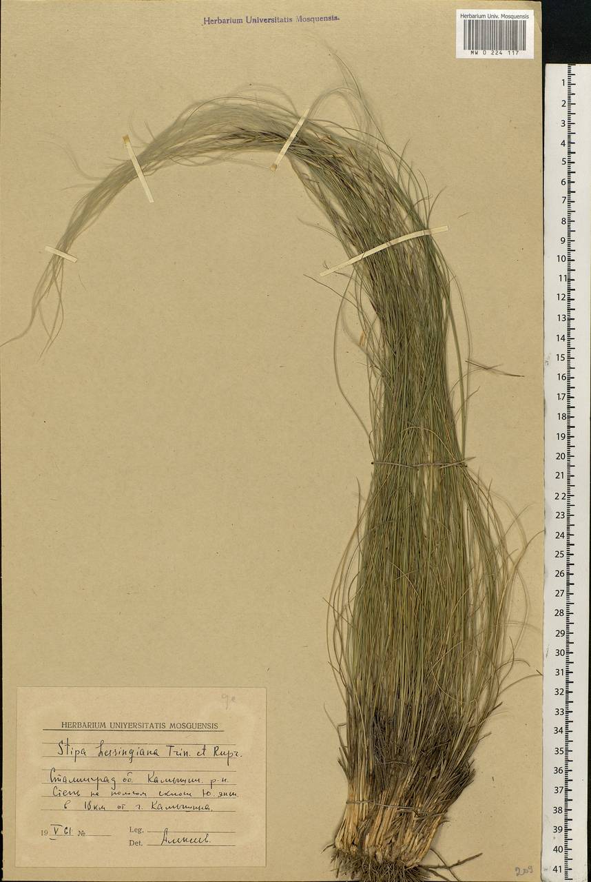 Stipa lessingiana Trin. & Rupr., Eastern Europe, Lower Volga region (E9) (Russia)