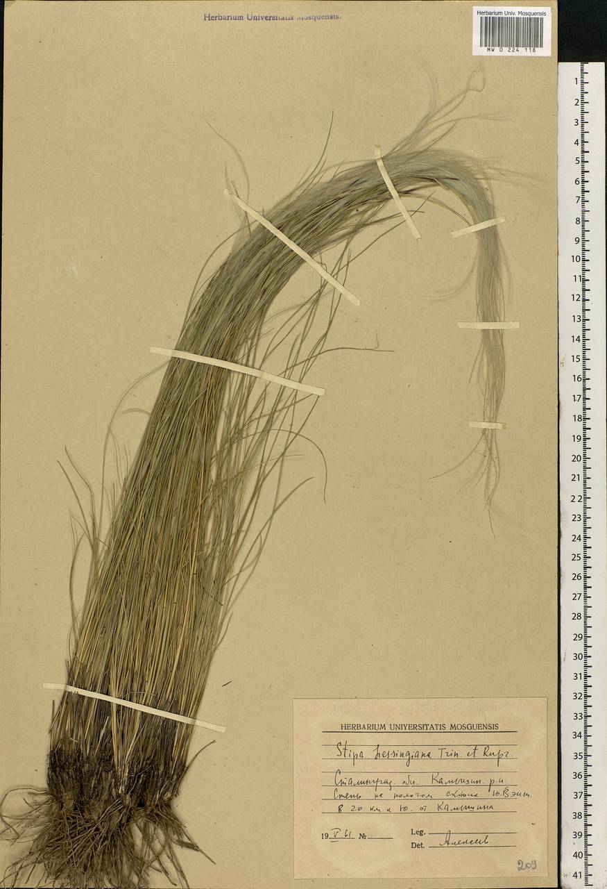 Stipa lessingiana Trin. & Rupr., Eastern Europe, Lower Volga region (E9) (Russia)