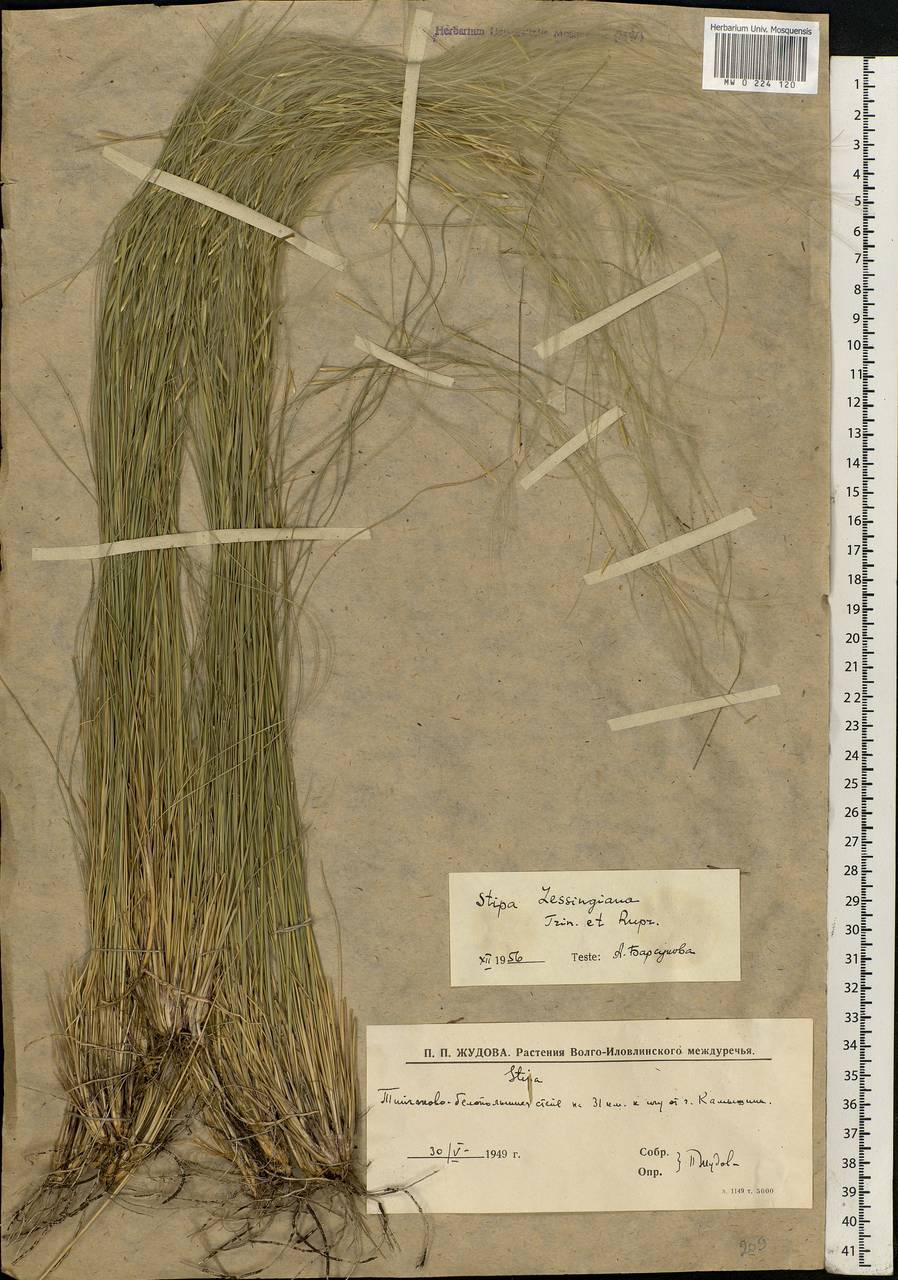 Stipa lessingiana Trin. & Rupr., Eastern Europe, Lower Volga region (E9) (Russia)