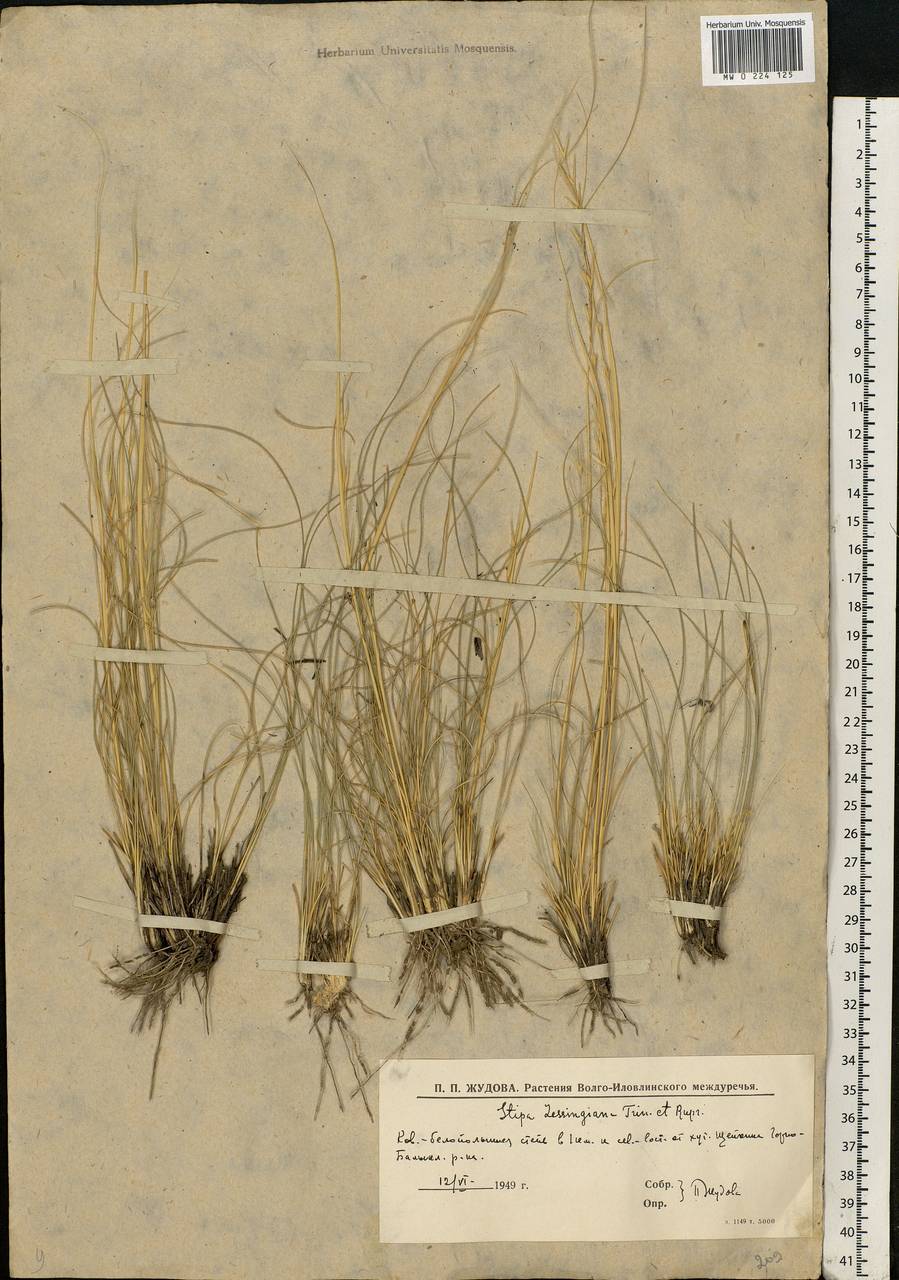 Stipa lessingiana Trin. & Rupr., Eastern Europe, Lower Volga region (E9) (Russia)