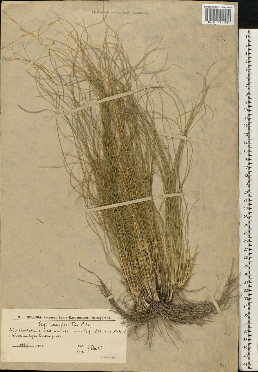 Stipa lessingiana Trin. & Rupr., Eastern Europe, Lower Volga region (E9) (Russia)