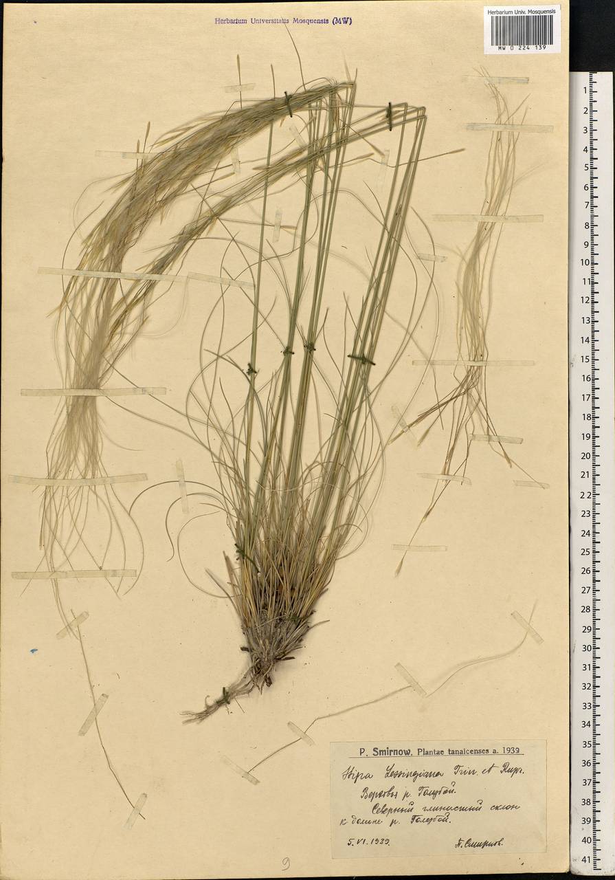 Ковыль Лессинга (Stipa lessingiana)